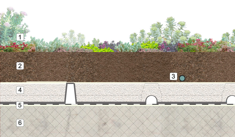 STRATIGRAFIA ESTENSIVA SEDUM
