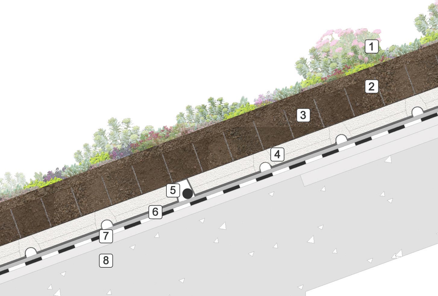 STRATIGRAFIA INCLINATO SEDUM